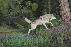 North American Mammals Prints: Grey / Timber Wolf - getting out of water. Montana - United States