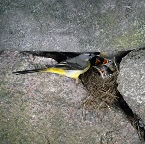 Wildlife Bird Photography Images Prints: Grey Wagtail