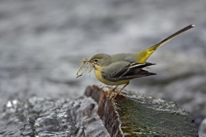 Grey Wagtail - female with nest material in beak Grey Wagtail - female with nest material in beak