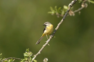 Grey Wagtail - Female perched on branch Grey Wagtail - Female perched on branch