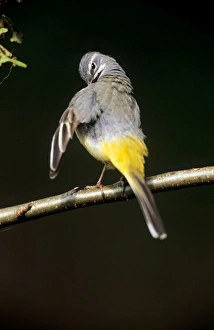 Grey WAGTAIL - Female preening herself Grey WAGTAIL - Female preening herself