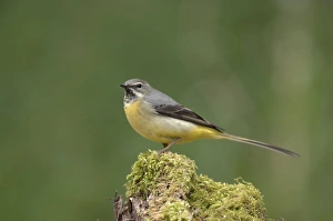 Grey Wagtail - Female standing on moss covered wood Grey Wagtail - Female standing on moss covered wood