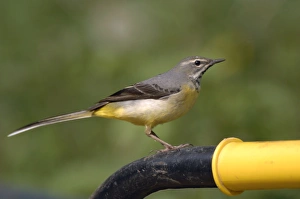 Grey Wagtail - Female standing on wheelbarrow handle Grey Wagtail - Female standing on wheelbarrow handle