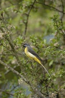 Grey Wagtail - Male perched on branch singing Grey Wagtail - Male perched on branch singing