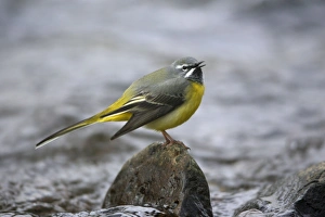 Grey Wagtail - male singing from rock in hill stream Grey Wagtail - male singing from rock in hill stream