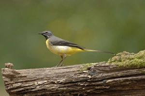 Grey Wagtail - Male standing on log Grey Wagtail - Male standing on log