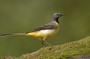 Grey Wagtail - Male standing on moss covered wood Grey Wagtail - Male standing on moss covered wood