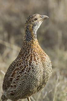Grey-winged Francolin - Adult Grey-winged Francolin - Adult