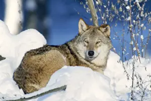 Stefan Meyers Photographer Prints: Grey Wolf - in snow