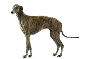 Greyhound Dog Breed Prints: Greyhound / Levrier