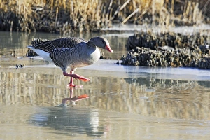 Greylag Goose - walking on frozen pond Greylag Goose - walking on frozen pond