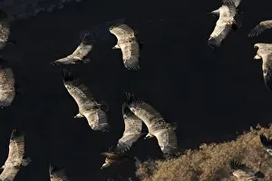 Griffon Vultures In Flight Prints: Griffon Vultures - in flight
