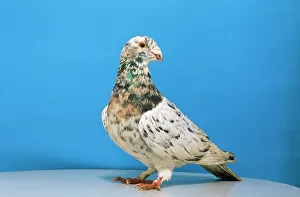 Grizzle Pigeon - male, domestic shoe breed Grizzle Pigeon - male, domestic shoe breed
