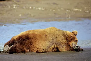 Grizzly Bear - Boar sleeping on Katmai National Park coastal beach Grizzly Bear - Boar sleeping on Katmai National Park coastal beach