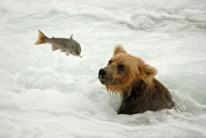Grizzly Bear - catching salmon from river Grizzly Bear - catching salmon from river