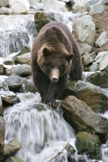 Grizzly Brown Bear - crossing stream Grizzly Brown Bear - crossing stream