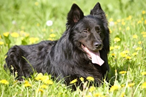 Groenendael / Belgian Shepherd Dog Groenendael / Belgian Shepherd Dog