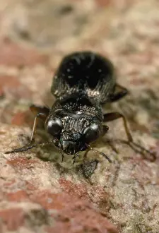 European Insect Images Prints: Ground Beetle - UK