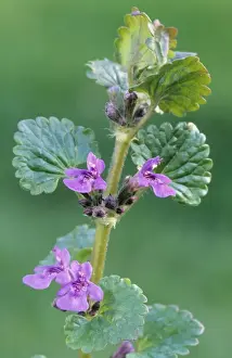 Purple Blooming Plants Prints: Ground-ivy