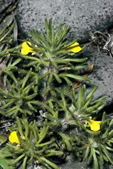 Ground Cover Plants Prints: Ground Pine