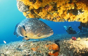 GROUPER by coral - with scuba diver GROUPER by coral - with scuba diver