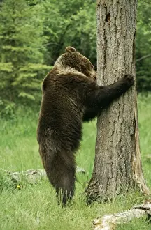 North American Brown Bear Prints: Grzzly Bear