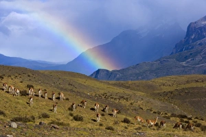 Guanaco - big herd grazing on grassy slopes under a rainbow in front of Cuernos del Paine Guanaco - big herd grazing on grassy slopes under a rainbow in front of Cuernos del Paine