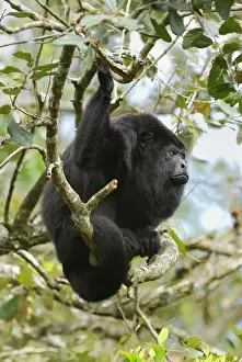 Thomas Marent Photography Prints: Guatemalan Howler Monkey Belize