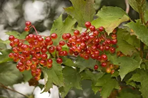 Viburnum Opulus Prints: Guelder rose, in fruit