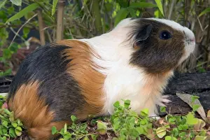 Small Mammal Images Prints: Guinea Pig