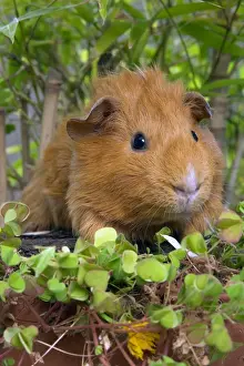 Personal Use Only Prints Available Prints: Guinea Pig