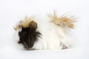 Jean Michel Labat Prints: Guinea Pig