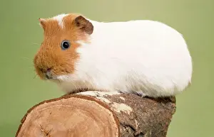 Johan De Meester Artwork Prints: Guinea Pig