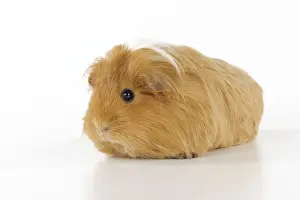 Rodent Pets Prints: Guinea pig
