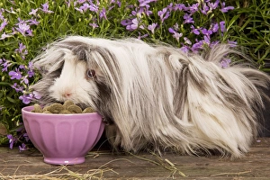 Guinea Pig - eating dried food from bowl Guinea Pig - eating dried food from bowl