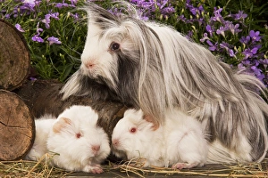 Guinea Pig - three with flowers Guinea Pig - three with flowers