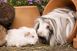 Guinea Pig - two in garden setting in flowerpots Guinea Pig - two in garden setting in flowerpots