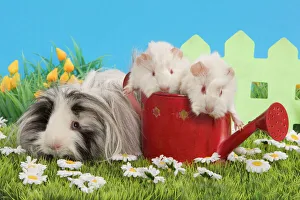 Guinea Pigs - three in garden setting with watering can and flowers Guinea Pigs - three in garden setting with watering can and flowers