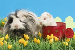 Guinea Pigs - two in garden setting with watering can and flowers Guinea Pigs - two in garden setting with watering can and flowers