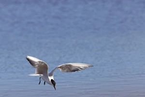 Gull-billed Tern - single adult bird in flight fishing Gull-billed Tern - single adult bird in flight fishing