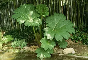 Prints of PPG-1032 GUNNERA MANICATA Gunnera manicata Pascal Goetgheluck Please note that prints are for personal display purposes only and may not be reproduced in anyway. Images Dated 2004 June: Gunnera manicata Print