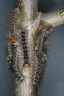 Nature Photography Prints Online Prints: Gypsy Moth - Larvae