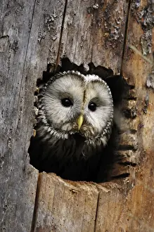 Ural Owl Print - Strix uralensis, Germany