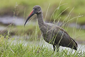 Hadada Ibis Hadada Ibis