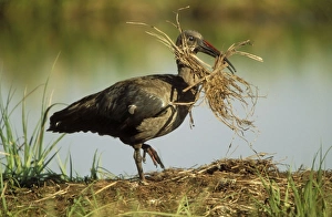 Hadeda Ibis - with nest material Hadeda Ibis - with nest material