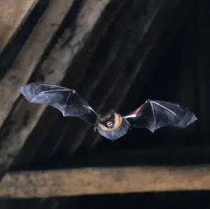 Halloween Prints: Serotine Bat in Flight Print
