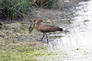 Hamerkop with tilapia fish Hamerkop with tilapia fish