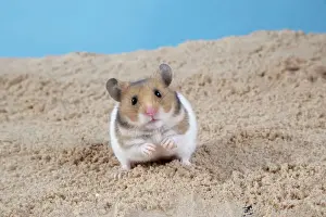 Prints of JD-19908 Hamster - Digging in sand John Daniels Please note that prints are for personal display purposes only and may not be reproduced in any way. Calomyscidae Prints: Hamster Digging in Sand Print