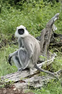 Pat Morris Wildlife Photography Prints: Hanuman / Common Langur