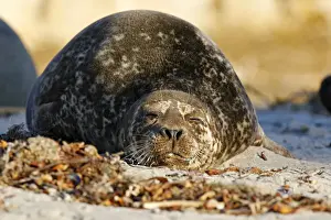 Marine Mammal Pictures Prints: Harbor Seal
